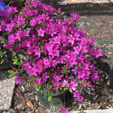 AZALEA `KAREN`