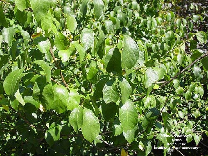 LINDERA BENZOIN