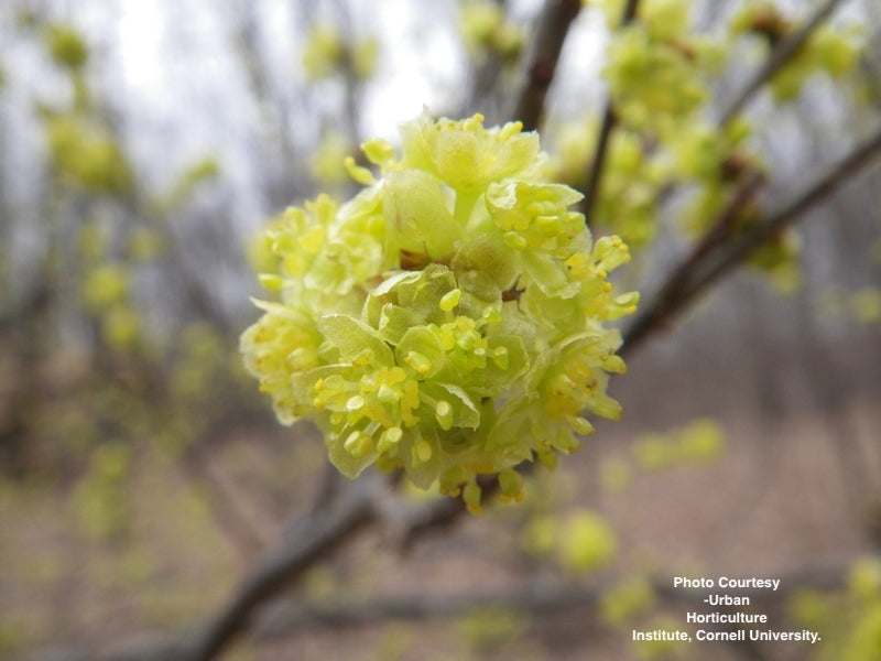 LINDERA BENZOIN