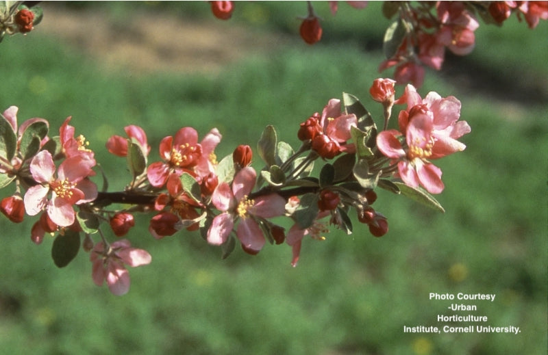 MALUS `ADAMS`