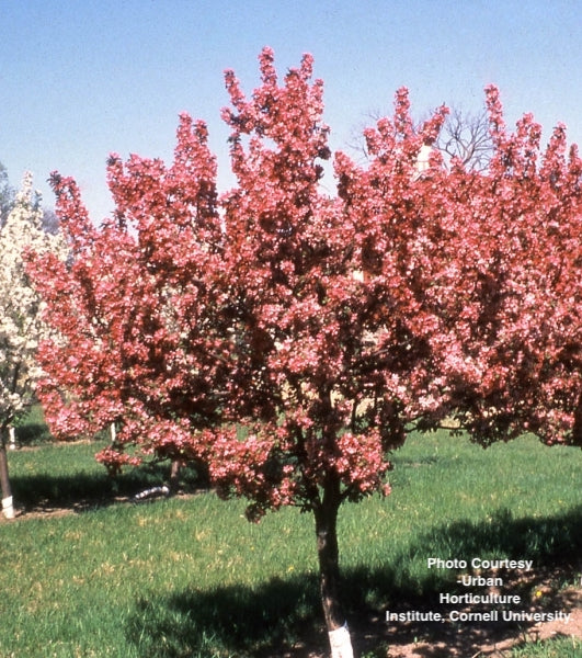 MALUS `ADAMS`