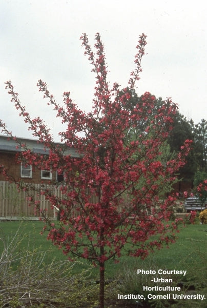 MALUS X `PRAIRIEFIRE`