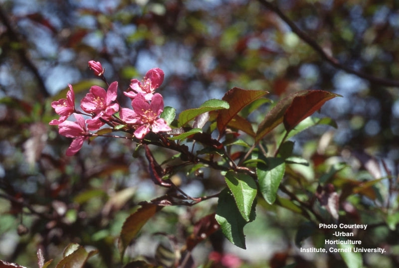 MALUS X `PRAIRIEFIRE`