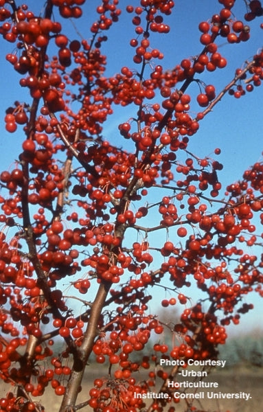 MALUS X `SUGAR TYME`