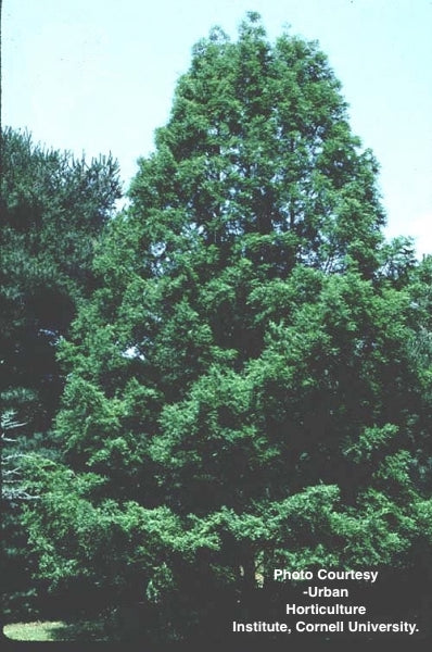 METASEQUOIA GLYPTOSTROBOIDES