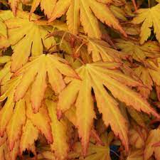 ACER PALMATUM `ORANGE DREAM`