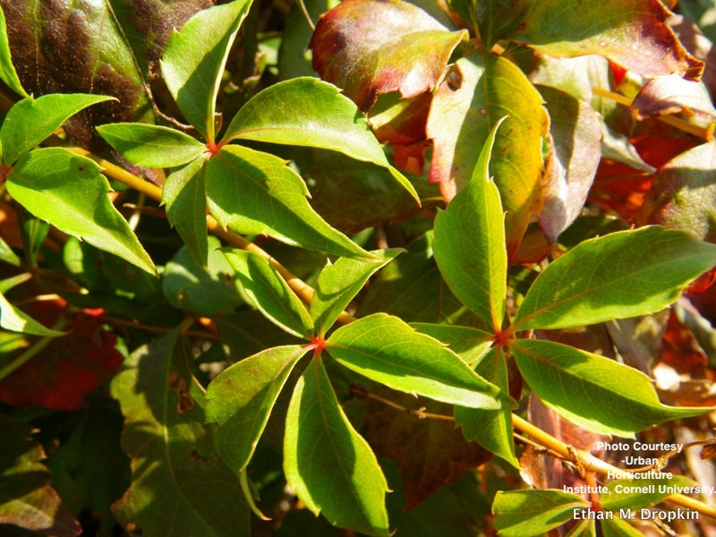 PARTHENOCISSUS QUINQUEFOLIA