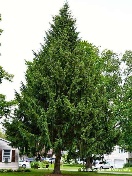 PICEA ABIES