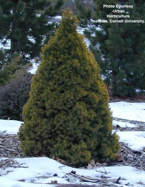 PICEA GLAUCA `CONICA`