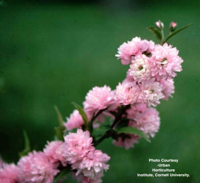 PRUNUS GLANDULOSA `ROSEA`
