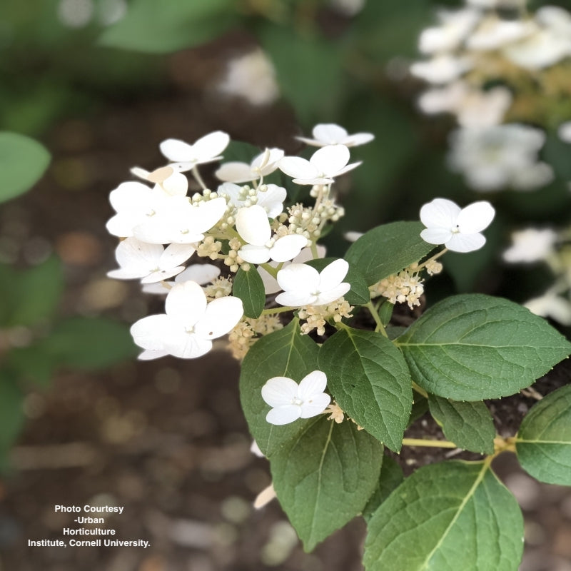 HYDRANGEA PAN. `QUICK FIRE` - TREE