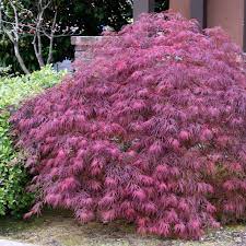ACER PAL. DIS. `RED DRAGON`