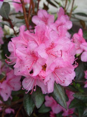 RHODODENDRON X `AGLO`