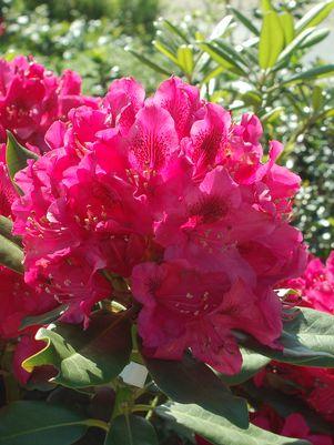 RHODODENDRON CAT. `NOVA ZEMBLA`