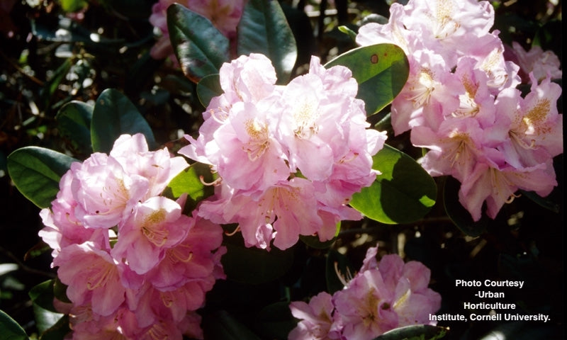 RHODODENDRON YAK. `PERCY WISEMAN`