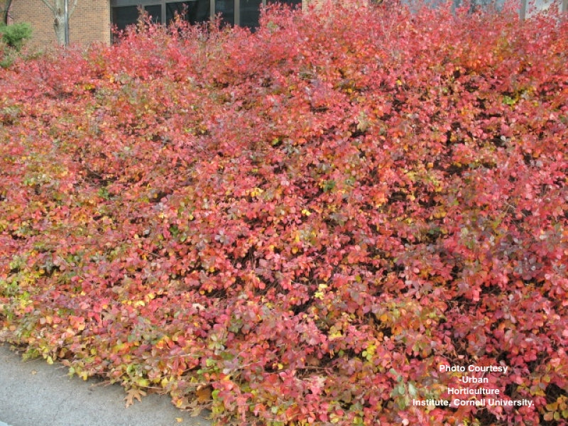 RHUS AROMATICA `GRO-LOW`