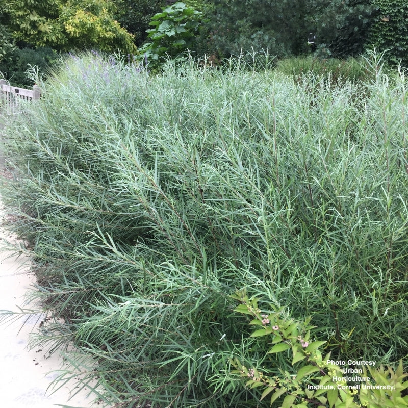 SALIX ELAEAGNOS