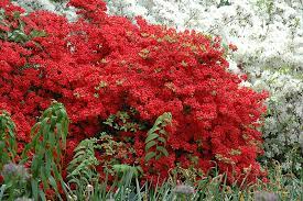 AZALEA `STEWARTSTONIAN`