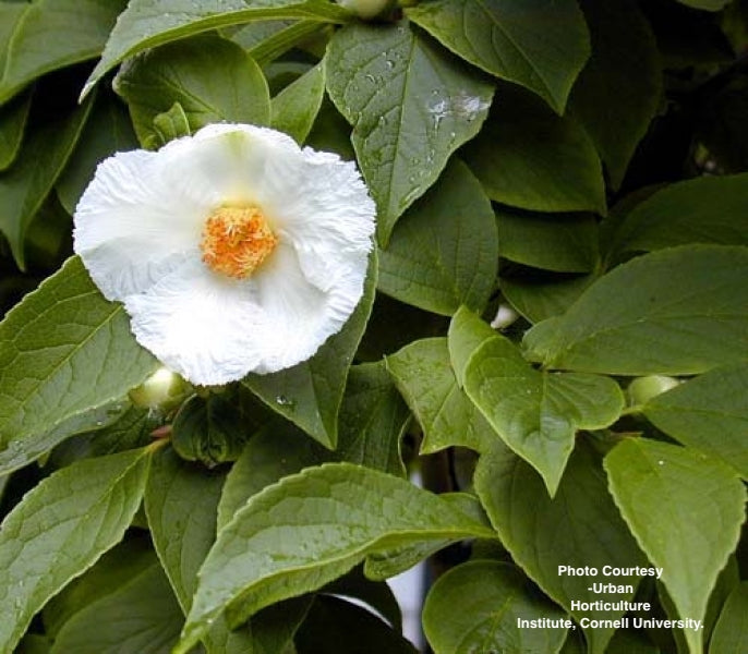STEWARTIA PSEUDOCAMELLIA