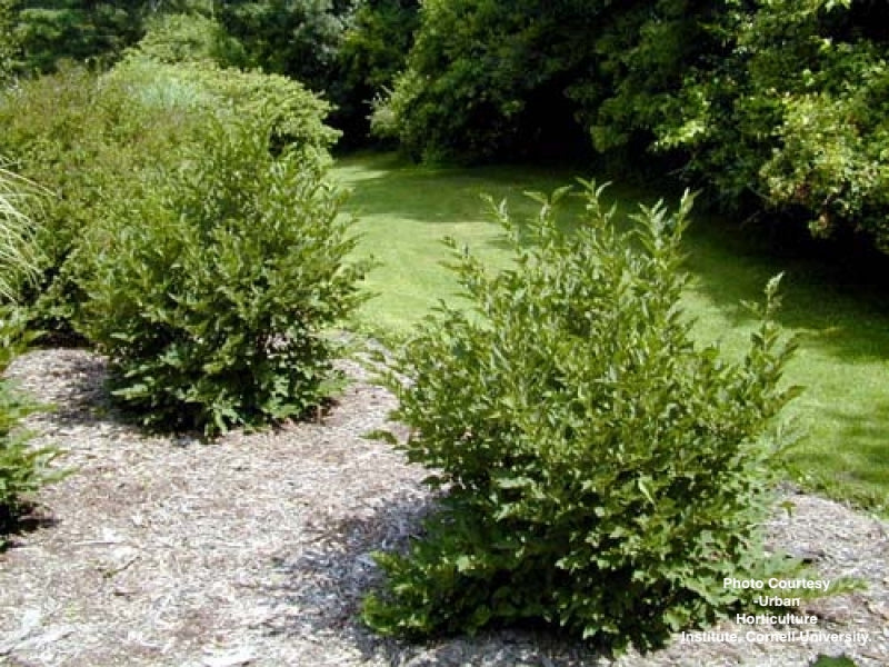 SYRINGA PATULA `MISS KIM`