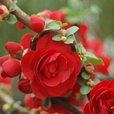 CHAENOMELES `DOUBLE TAKE SCARLET`