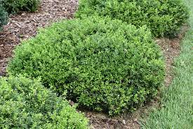 BUXUS MICRO. `TIDE HILL`