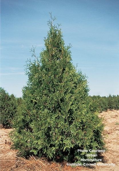 THUJA OCCIDENTALIS `NIGRA`