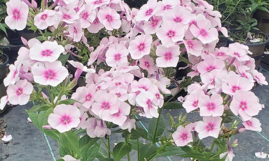 PHLOX `VOLCANO SOFT PINK/DARK EYE`