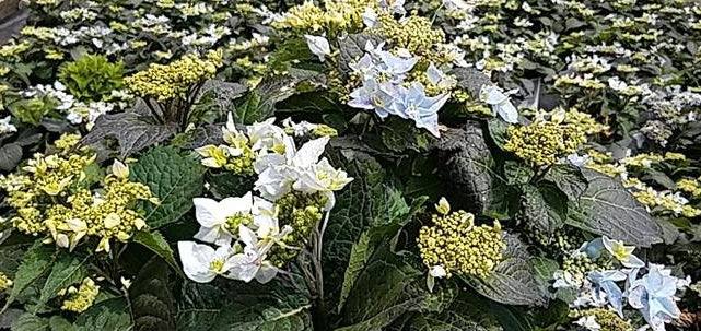 HYDRANGEA M.S. `TUFF STUFF AH-HA`