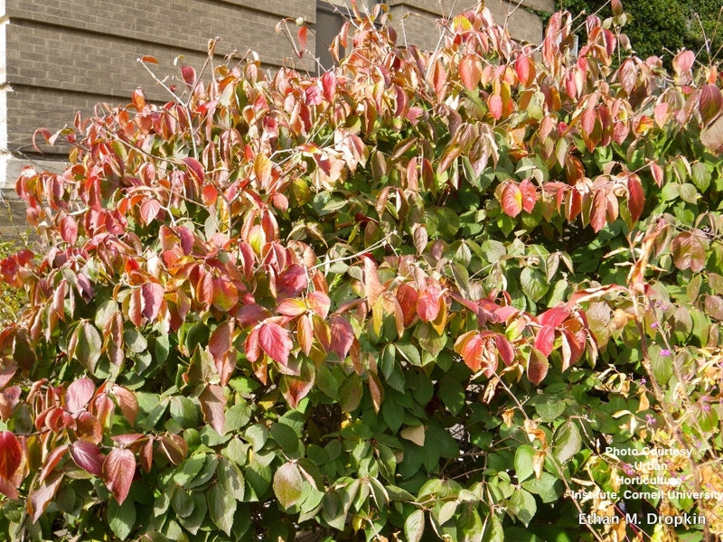 VIBURNUM CARLESII