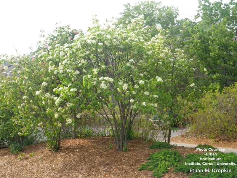VIBURNUM LENTAGO