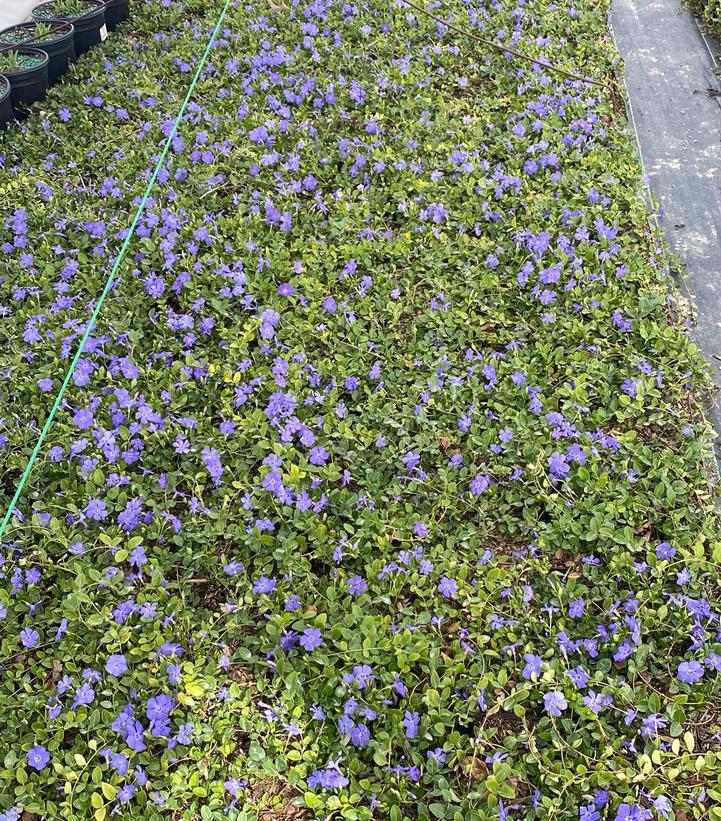 VINCA MINOR `DART`S BLUE` - 3`` POT