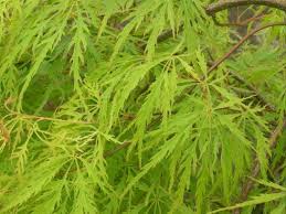 ACER PAL. DIS. `WATERFALL`