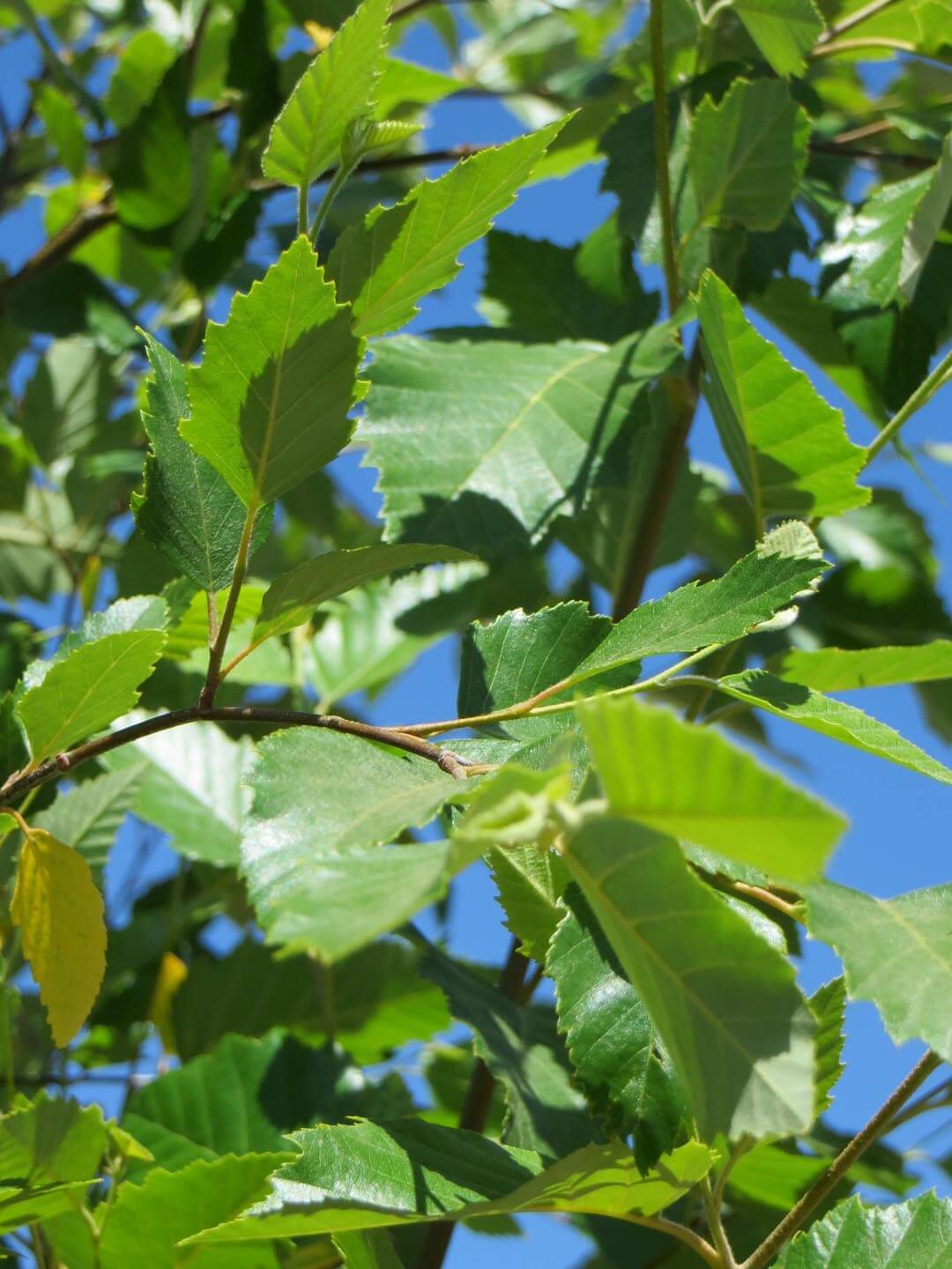 Betula Duraheat