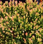 CALLUNA VULGARIS `SPRING TORCH`
