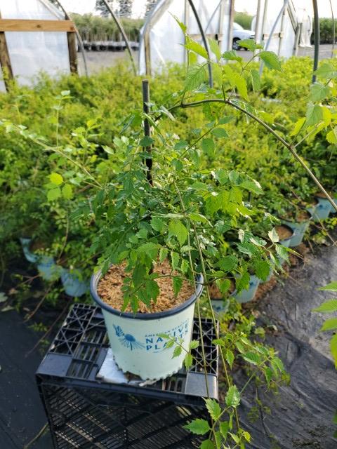 CAMPSIS RADICANS