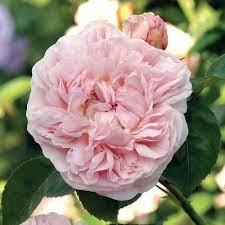 ROSA `ST. SWITHUN`