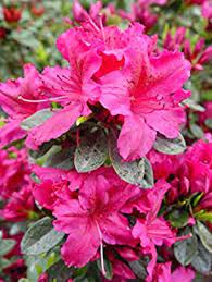 AZALEA `GIRARD`S FUCHSIA`