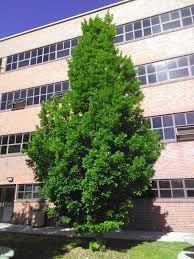 Columnar Hornbeam