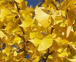 GINKGO BILOBA `PRINCETON SENTRY`
