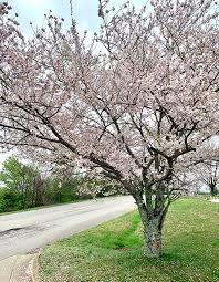 Prunus Yoshino