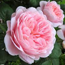 ROSA `QUEEN OF SWEDEN`