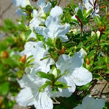 AZALEA `GIRARD`S PLEASANT WHITE`