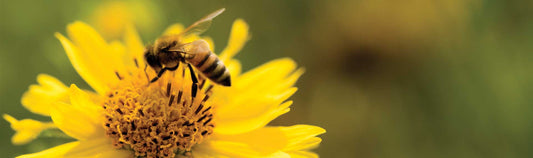 Plant a Bee-autiful Garden!