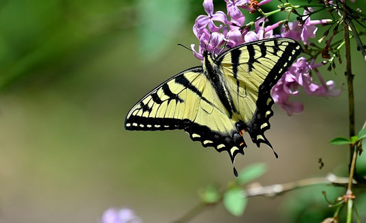 Creating a Butterfly Haven in Your Garden: Top Plants for a Thriving Butterfly Garden