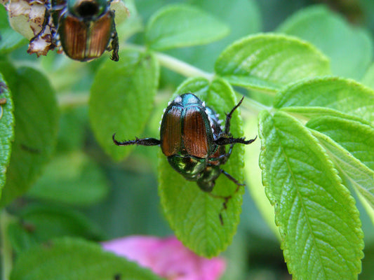 Getting Rid of Japanese Beetles