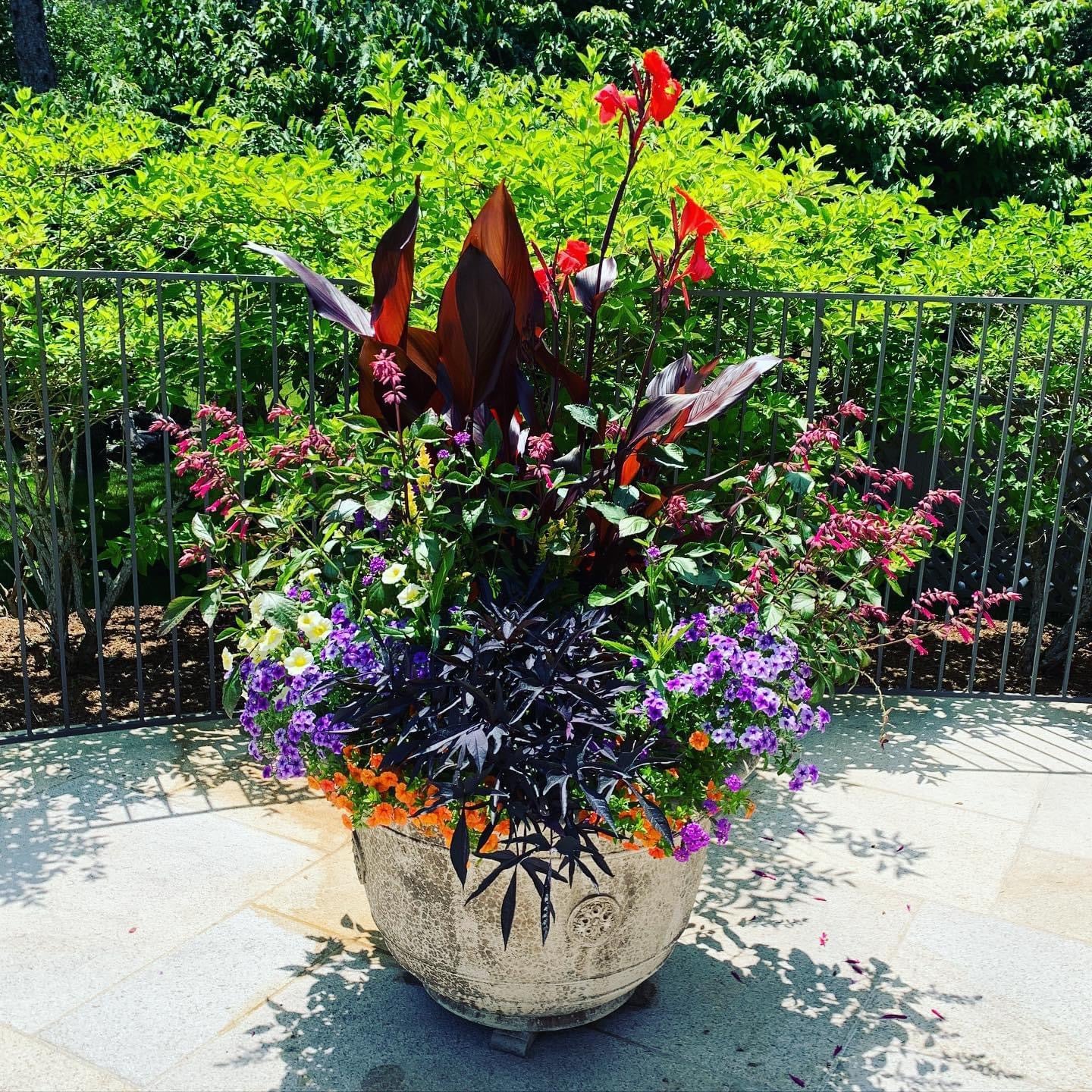 Plants delivered – Flora to you