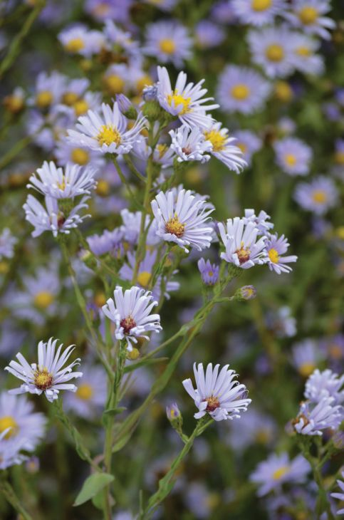 Symphyotrichum laeve Eco59 3.42L