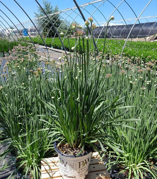 ALLIUM `SERENDIPITY`