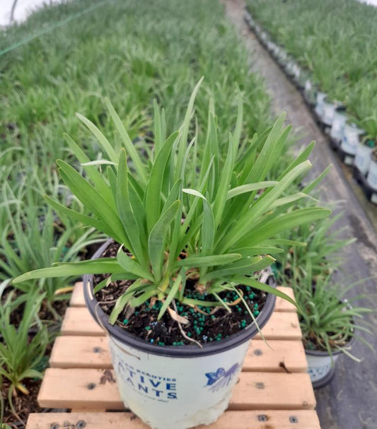 ALLIUM CERNUUM